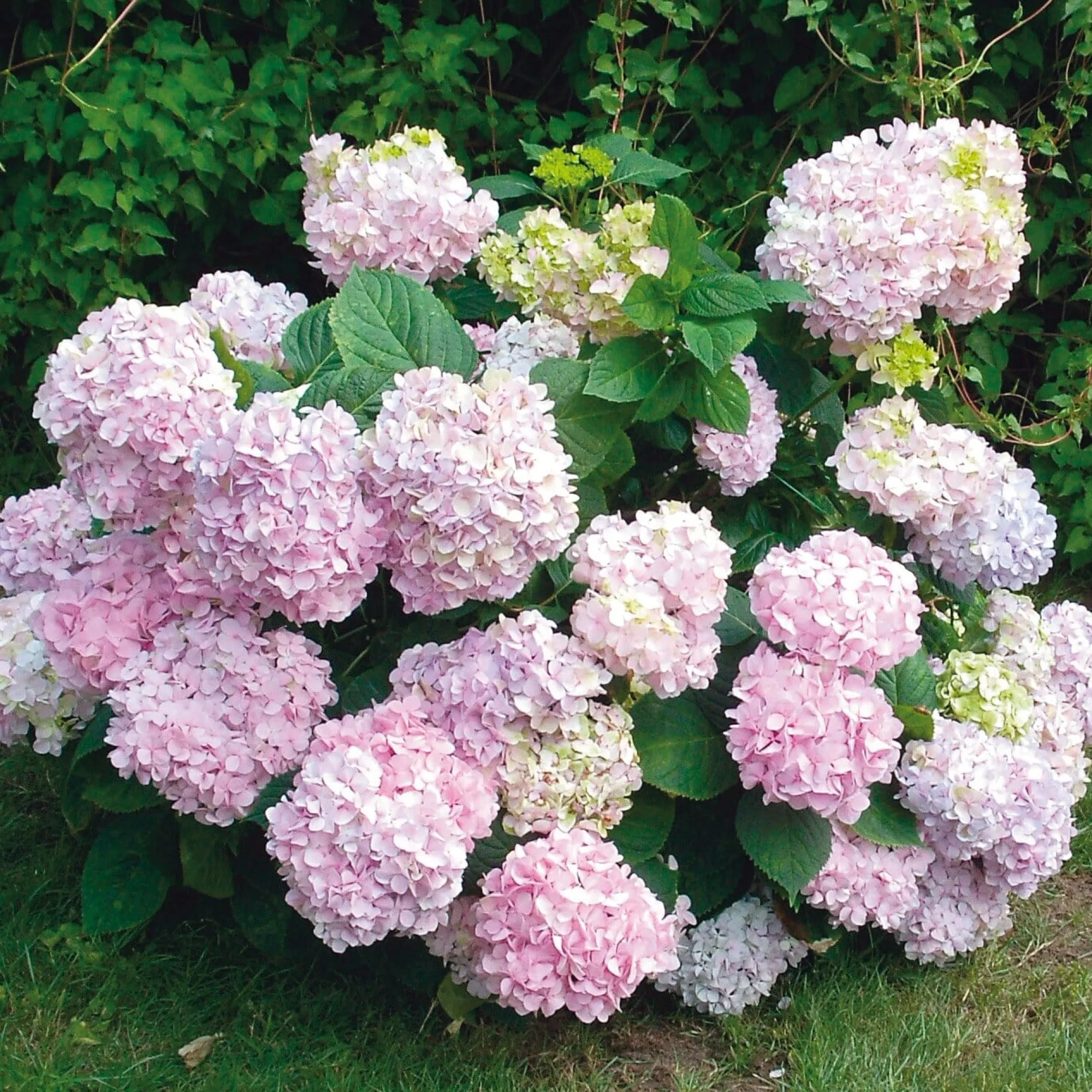 Ziergehölze * Manufactum Hortensie 'Otaksa '