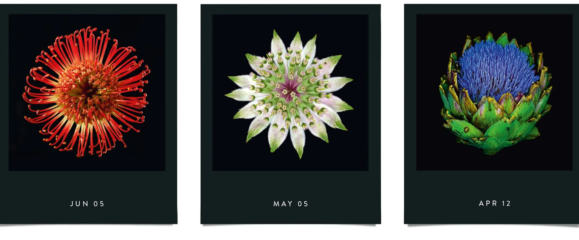 Zeitplaner & Kalender * Seltmann Publishers Jahreskalender Flamboyant Flowers