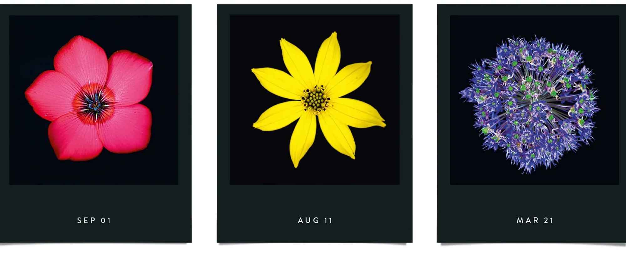 Zeitplaner & Kalender * Seltmann Publishers Jahreskalender Flamboyant Flowers