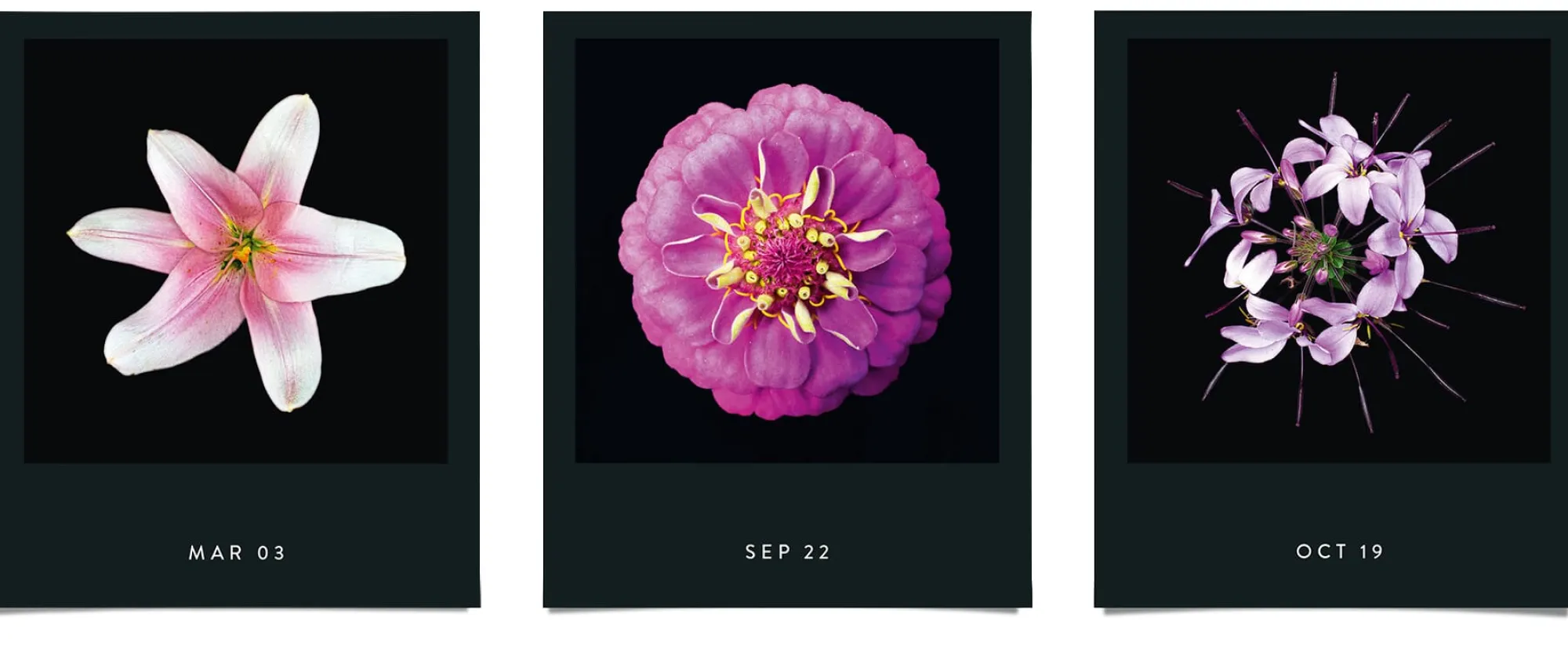 Zeitplaner & Kalender * Seltmann Publishers Jahreskalender Flamboyant Flowers