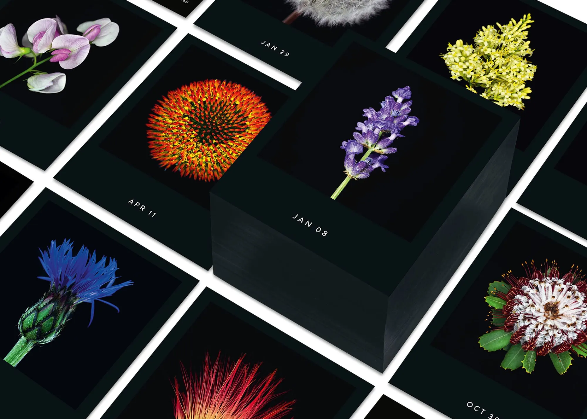 Zeitplaner & Kalender * Seltmann Publishers Jahreskalender Flamboyant Flowers