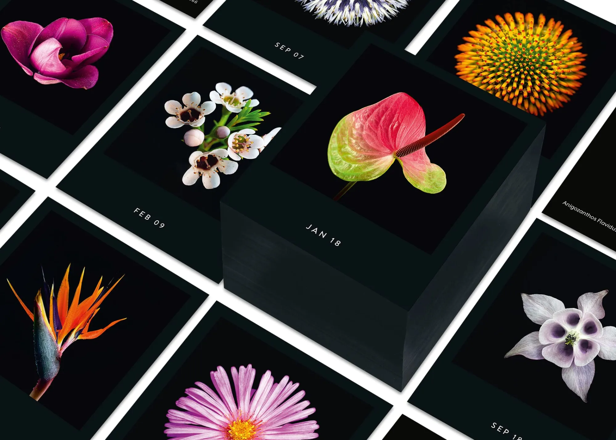Zeitplaner & Kalender * Seltmann Publishers Jahreskalender Flamboyant Flowers