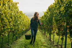Weine * JUWEL Weine Juwel Riesling