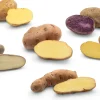 Zwiebelblumen & Knollenpflanzen * Kartoffelraritäten traditionelle Sorten 2026