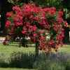 Rosen * Rosenhof Schultheis Kaskadenrose 'Chevy Chase'