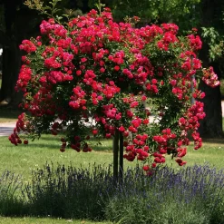 Rosen * Rosenhof Schultheis Kaskadenrose 'Chevy Chase'