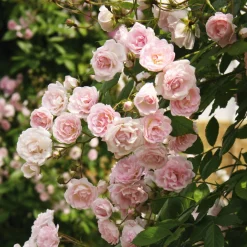 Rosen * Rosenhof Schultheis Kaskadenrose 'Frau Eva Schubert'