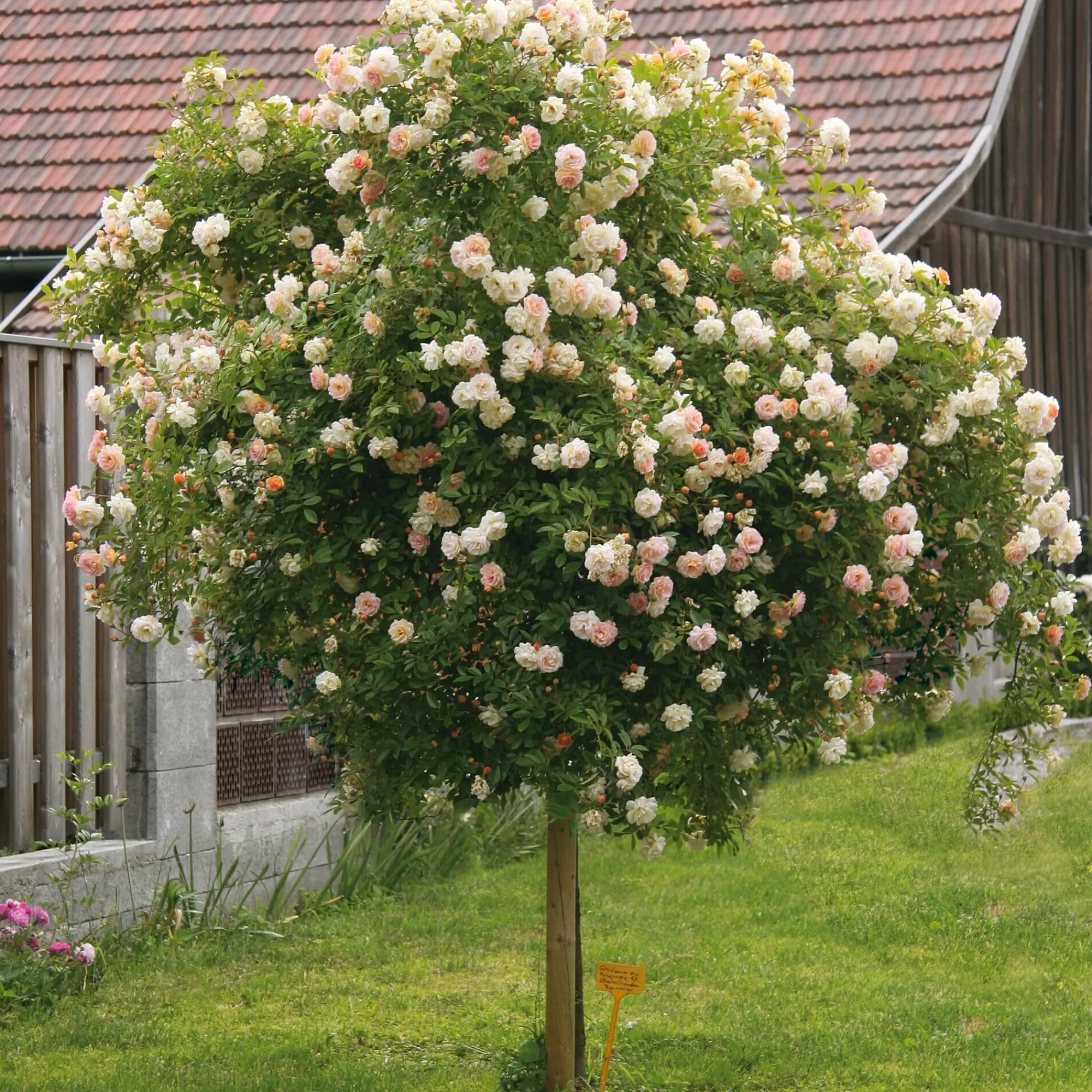 Rosen * Rosenhof Schultheis Kaskadenrose 'Ghislaine de Féligonde'