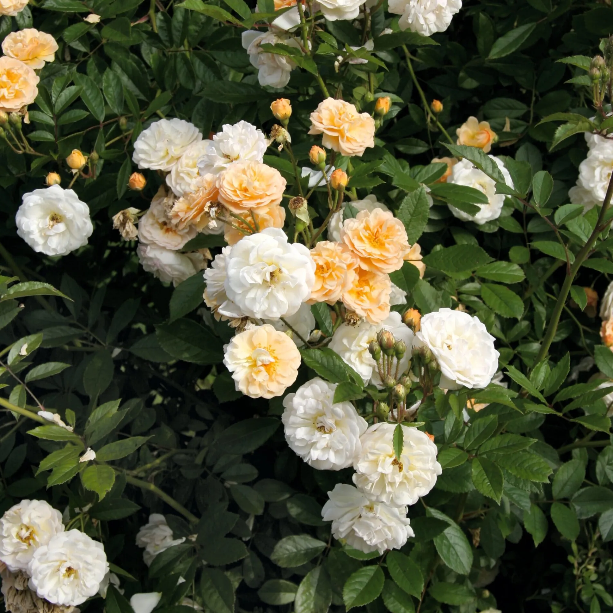 Rosen * Rosenhof Schultheis Kaskadenrose 'Ghislaine de Féligonde'