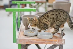 Alles Für Das Haustier * Denk Keramische Werkstätten Katzennapf Granitkeramik