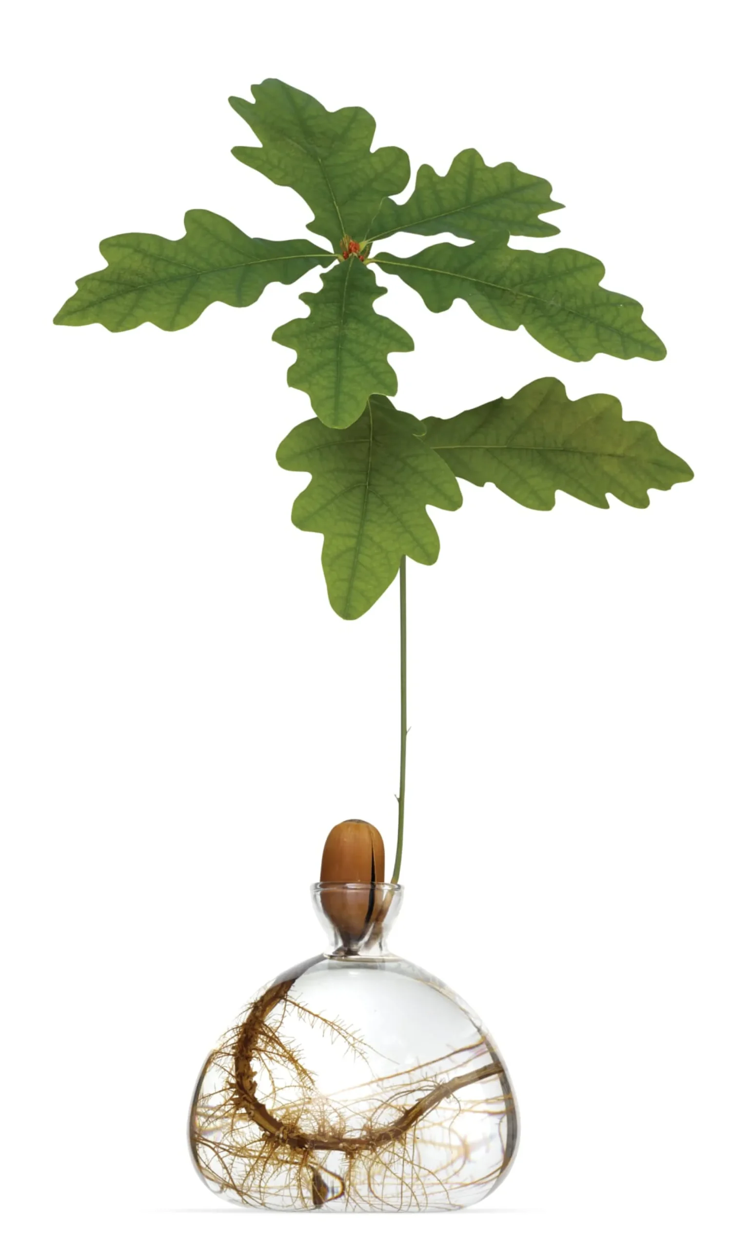Vasen & Schalen * Keimglas Ilex