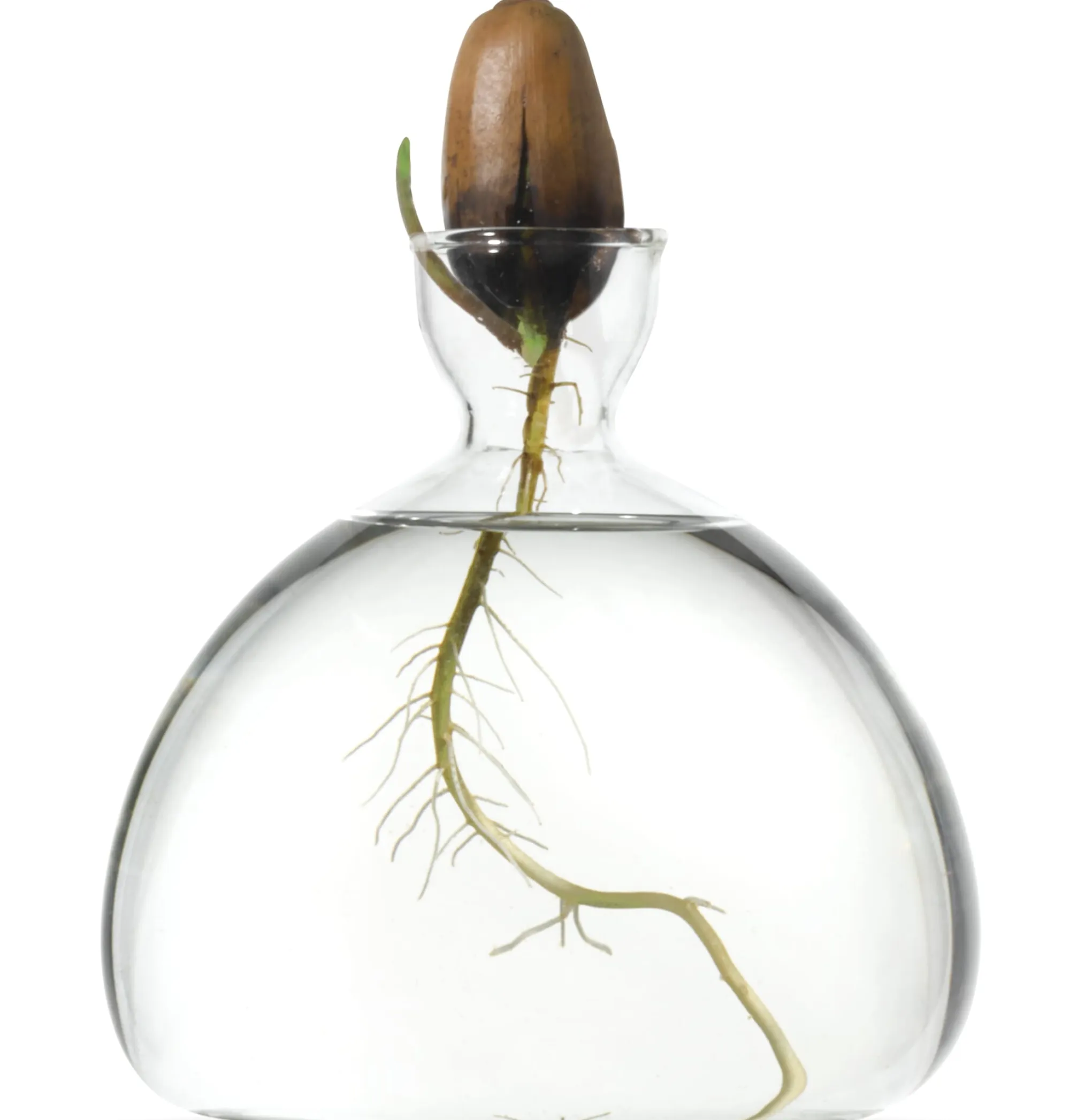Vasen & Schalen * Keimglas Ilex