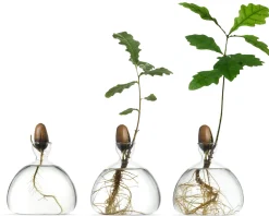 Vasen & Schalen * Keimglas Ilex