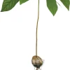 Vasen & Schalen * Keimglas Ilex