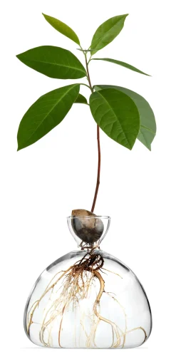 Vasen & Schalen * Keimglas Ilex