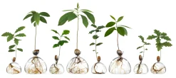 Vasen & Schalen * Keimglas Ilex