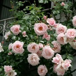 Rosen * Rosenhof Schultheis Kletterrose 'New Dawn'®
