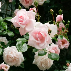 Rosen * Rosenhof Schultheis Kletterrose 'New Dawn'®