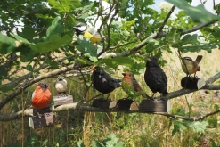 Gartendekoration * Wildlife Garden Kohlmeise Lindenholz handgeschnitzt