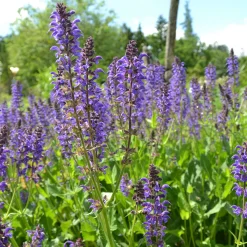 Stauden * Staudengärtnerei Gaissmayer Kombipaket Heimische Stauden/Stauden für Bienen, Schmetterlinge