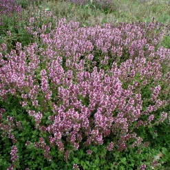 Stauden * Staudengärtnerei Gaissmayer Kombipaket Heimische Stauden/Stauden für Bienen, Schmetterlinge