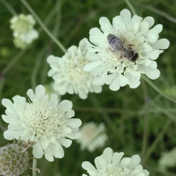 Stauden * Staudengärtnerei Gaissmayer Kombipaket Klimawandel- und Stauden für Bienen, Schmetterlinge