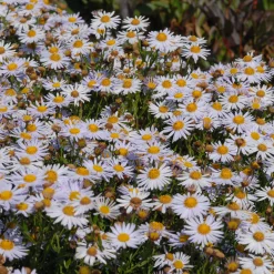 Stauden * Staudengärtnerei Gaissmayer Kombipaket Klimawandel- und Stauden für Bienen, Schmetterlinge