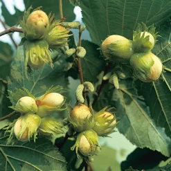 Ziergehölze|Obstgehölze * Manufactum Kombipaket Wildfruchthecke 1 und 2
