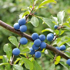 Ziergehölze|Obstgehölze * Manufactum Kombipaket Wildfruchthecke 1 und 2