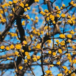 Ziergehölze|Obstgehölze * Manufactum Kombipaket Wildfruchthecke 1 und 2