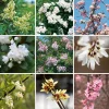 Rosen|Ziergehölze * Martin Müller Baumschulen Kombipaket Winterdufter und Hecke Duftgehölze