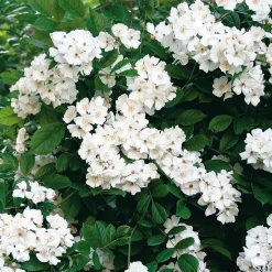 Rosen|Ziergehölze * Martin Müller Baumschulen Kombipaket Winterdufter und Hecke Duftgehölze