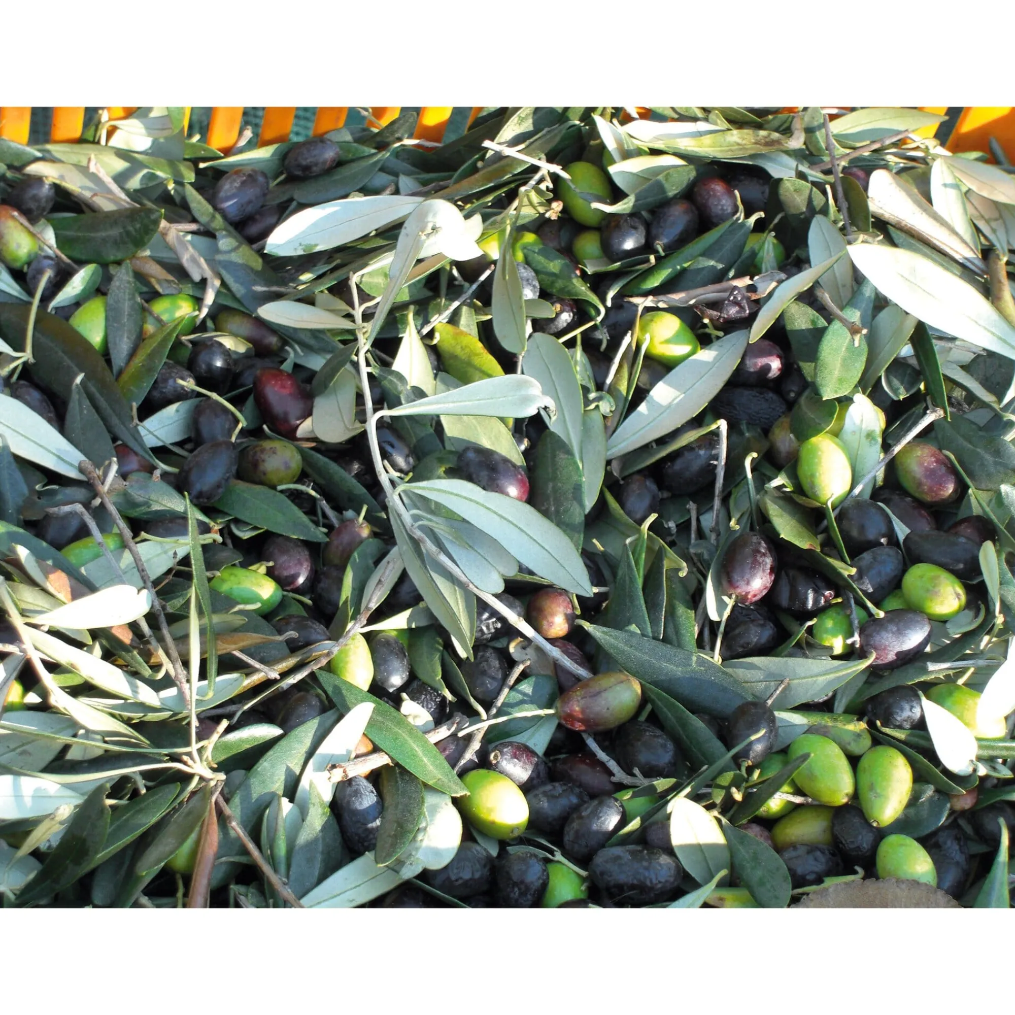 Speiseöle|Olivenöle * Olio Roi Ligurisches Olivenöl „Carte Noire“ DOP