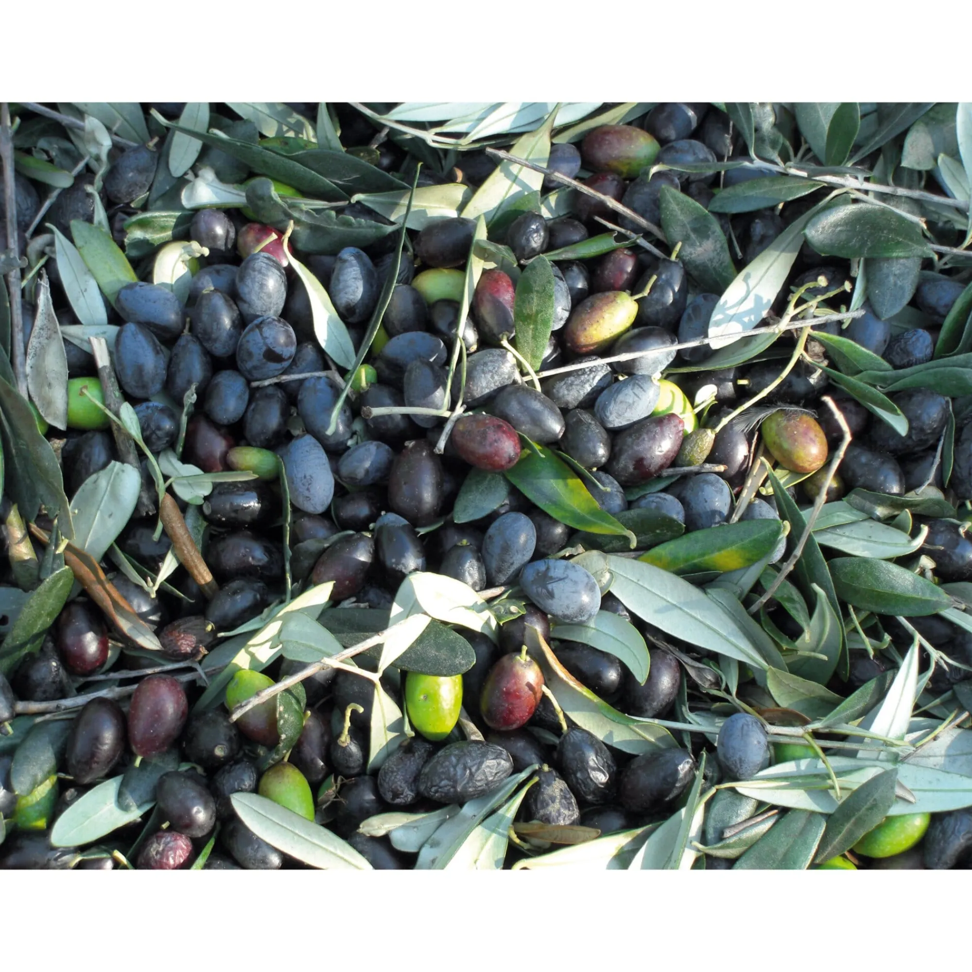 Speiseöle|Olivenöle * Olio Roi Ligurisches Olivenöl „Carte Noire“ DOP
