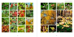 Garten & Natur|Ratgeber * Ulmer Verlag Meine lebendige Hecke