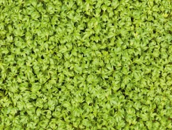 Gemüsesamen|Gemüsepflanzen * Heimgart Microgreens Bio-Saatpad