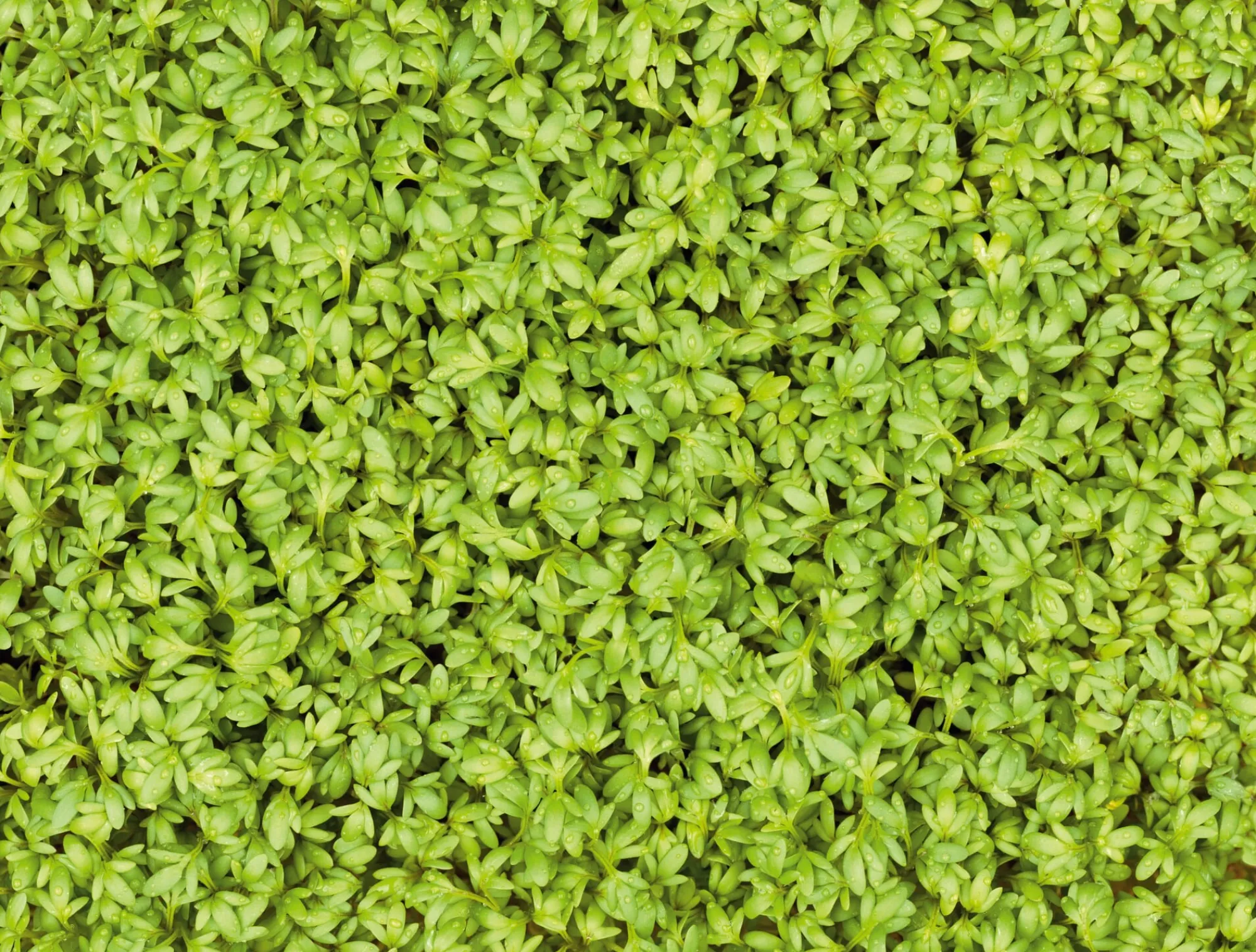 Gemüsesamen|Gemüsepflanzen * Heimgart Microgreens Bio-Saatpad