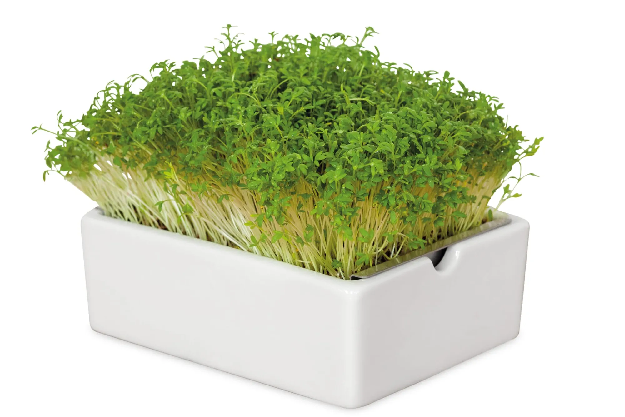 Gemüsesamen|Gemüsepflanzen * Heimgart Microgreens Bio-Saatpad