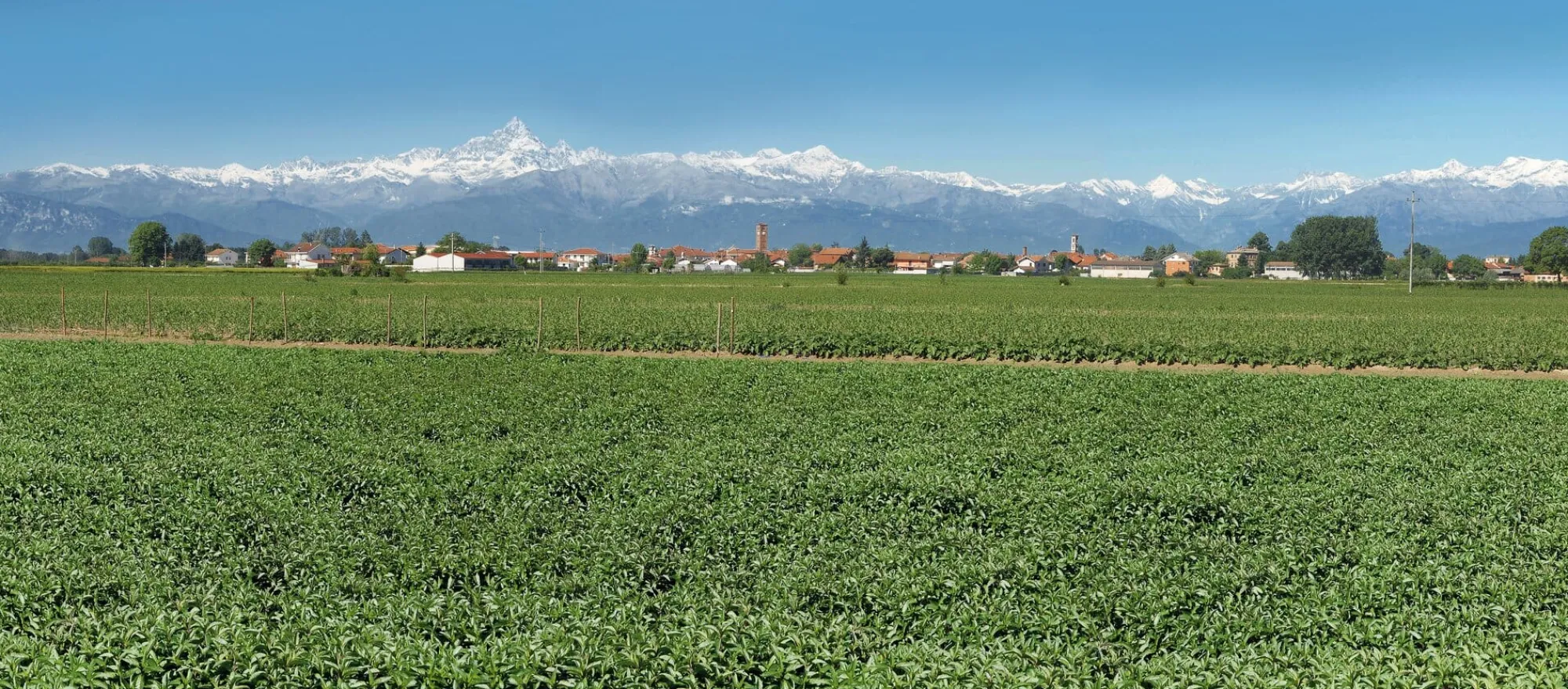 Sirup * Minzsirup aus dem Piemont