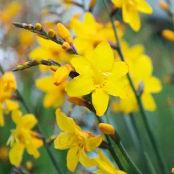 Zwiebelblumen & Knollenpflanzen * Nijssen Tuin & Bulbs Montbretie Columbus
