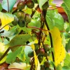 Obstgehölze * Martin Müller Baumschulen Obstgehölz 'Bayern-Kiwi' (1 Paar)