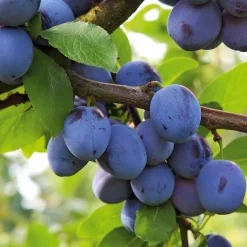 Obstgehölze * Martin Müller Baumschulen Obstgehölz 'Bühler Frühzwetsche'