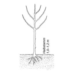 Obstgehölze * Martin Müller Baumschulen Obstgehölz 'Bühler Frühzwetsche'