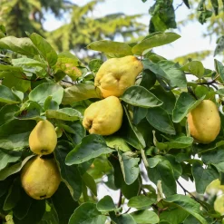 Obstgehölze * Martin Müller Baumschulen Obstgehölz Birnenquitte 'Meisterquitte'