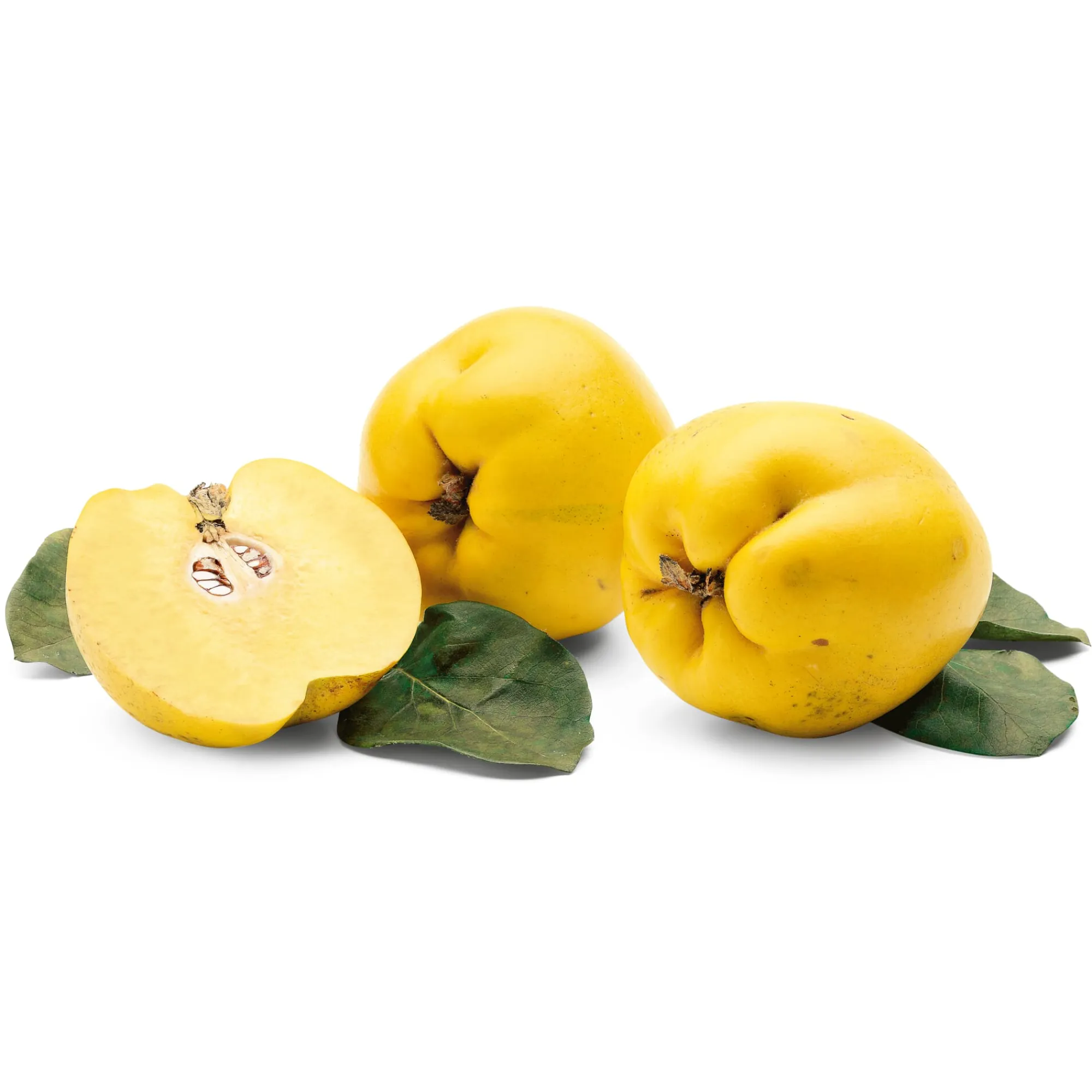 Obstgehölze * Martin Müller Baumschulen Obstgehölz 'Konstantinopeler Apfelquitte'
