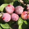 Obstgehölze * Manufactum Obstgehölz 'Löhrpflaume'