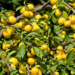 Obstgehölze * Martin Müller Baumschulen Obstgehölz 'Mirabelle von Metz'
