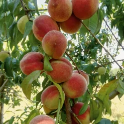 Obstgehölze * Manufactum Obstgehölz Pfirsich 'Anneliese Rudolph'