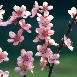 Obstgehölze * Manufactum Obstgehölz Pfirsich 'Anneliese Rudolph'