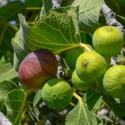 Obstgehölze * Martin Müller Baumschulen Obstgehölz 'Pfälzer Fruchtfeige'